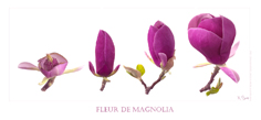 Fleurs de Magnolia